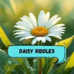Daisy Riddles