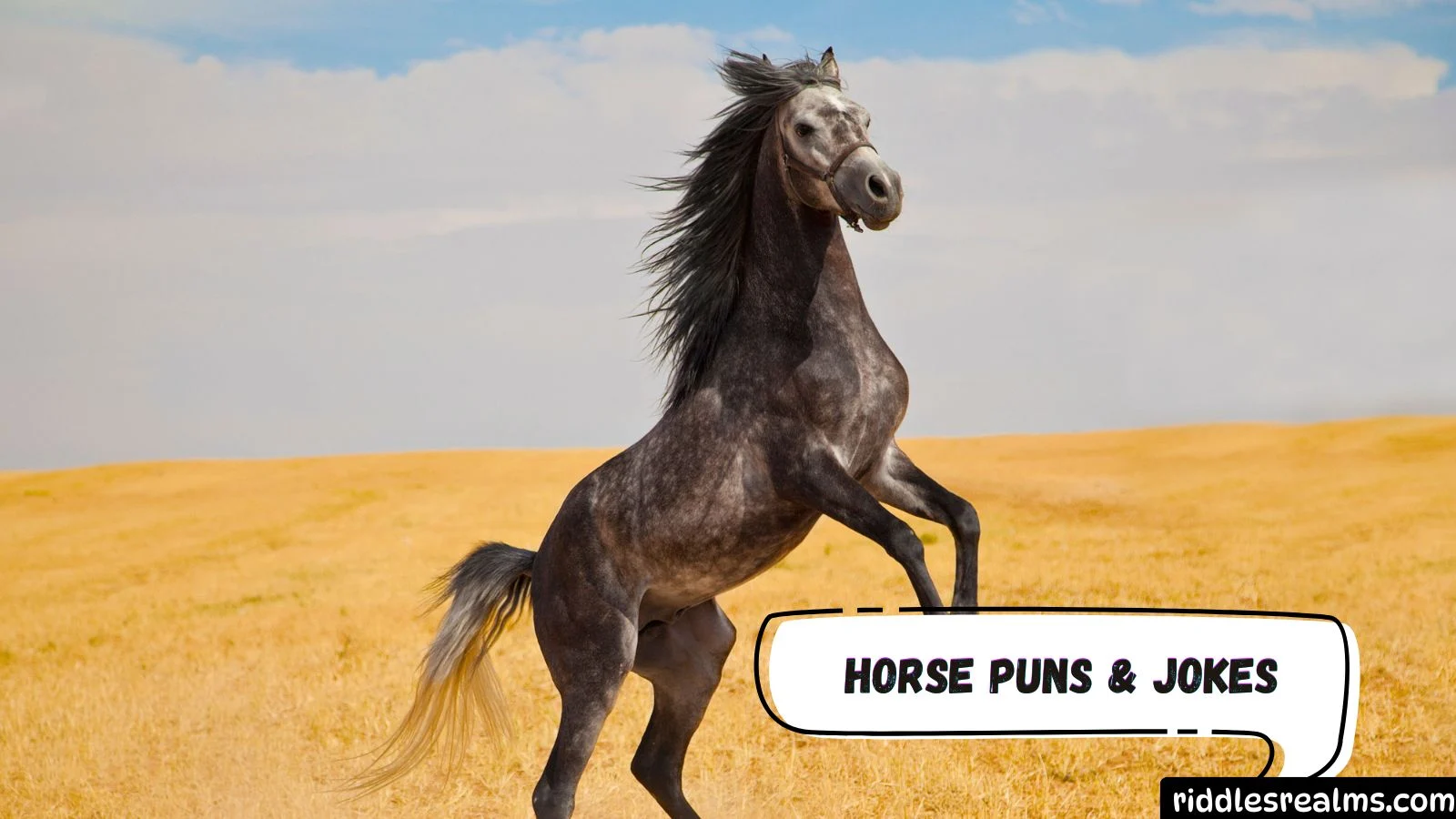 Horse Puns & Jokes