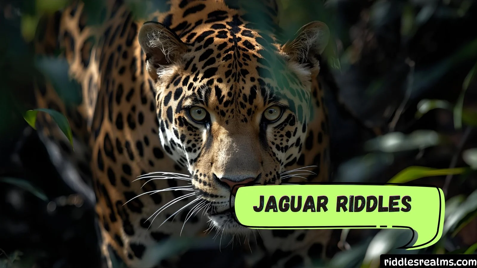 Jaguar Riddles